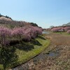  常陸風土記の丘のサクラ（2022）～つくば市とその周辺の風景写真案内（７４４）