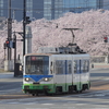 【鉄道撮影】 2022/4/10　春のレトラム・サクラに溶け込むドイツのトラム