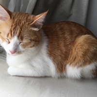 猫のしぐさ 毛づくろいをする 香箱座り等々 英語で何という Tigers X Cats 猫のしぐさ 毛づくろいをする 香箱座り等々 英語で何という Tigers X Cats