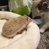 ハリネズミと猫との暮らし🐱