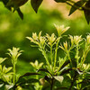 植物園でも試し撮り Ⅱ