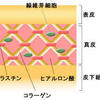 肌の老化？肌のメカニズム？なんじゃそりゃ！？