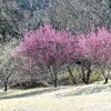 午後の散歩 @平和公園