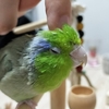 今週の🐦もぐまめ⑬