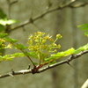 サンショの花　蜂が蜜を集めにたくさん飛んできてました