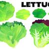 「レタスの健康効果と食べ方」