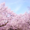 廃材の桜。