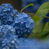 【仙台】仙台市内の紫陽花寺 資福寺を訪ねました。Z7 と Sigma 135mm Artレンズ  June 2020  その１