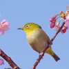 河津桜と小鳥