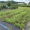 夏野菜の収穫と今年初の金山カボチャの試し収穫！