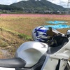 秋桜が綺麗な季節になりました。