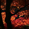 大山寺紅葉情報