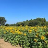 日曜日　エコマイン、桜田権現、神崎、成田国際医療とか