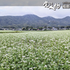 いつのまにか蕎麦の花が満開に