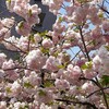 なにわの春の風物詩　造幣局桜の通り抜け