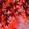 紅葉狩りのお写ん歩！