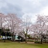 すずかけ公園のサクラ～つくば市とその周辺の風景写真案内（３８６）