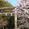 木嶋坐天照御魂神社（蚕ノ社）