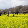 【写真日記】のどかな日曜日のお花見お散歩　見ごろはまだだよ
