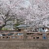 近江八幡　八幡堀の桜その３