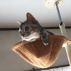 飼い主、階段を滑り落ちる