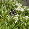 5/7/2017・トベラの花にやってきたミカドアゲハを撮影できました