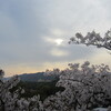 千光寺公園の桜24
