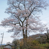 東吾妻町の桜を鑑賞