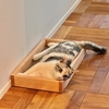 お迎えして５か月経った猫がやっと懐いてくれて嬉しい