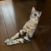 猫、かけがえのないもの