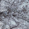 夕空に流れるような桜