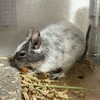 しろごまあん1477日目
