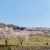 虎山の千本桜が満開🌸✨