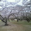 葉桜としだれ桜