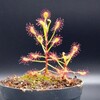 Drosera madagascariensis 