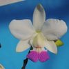 Cattleya walkeriana  f.s/a  `Christmas Touch '  HCC/JOS