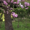 まんぼぅくん、隅田公園の八重桜　その3