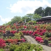 【富士ぼたん園】　ツツジとぼたんの競演は圧巻！５万本もの花々が植わる花の丘