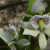 蘭⑤　Epidendrum