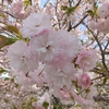 八重咲の桜