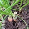 間引きしないとこんなにも野菜は育たないものか