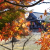 １２月の紅葉　智積院　２