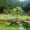 睡蓮咲く庭