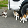 海津大崎の桜-番外編-漁港で出会った猫ちゃんたち