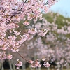 河津桜