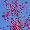 春爛漫、、、