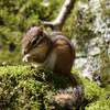 野生のリスと自然を楽しむ・御池岳登山