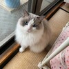 ふくちゃん、久しぶりのお留守番