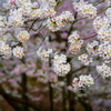 京都植物園 桜ライトアップ