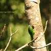 Black-browed Barbet ゴシキドリ (スマトラの鳥その6)